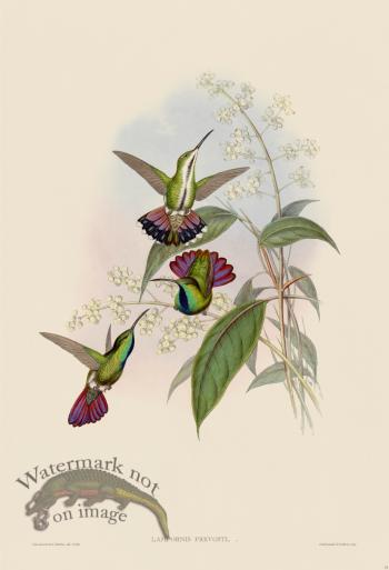 Gould Hummingbird 075